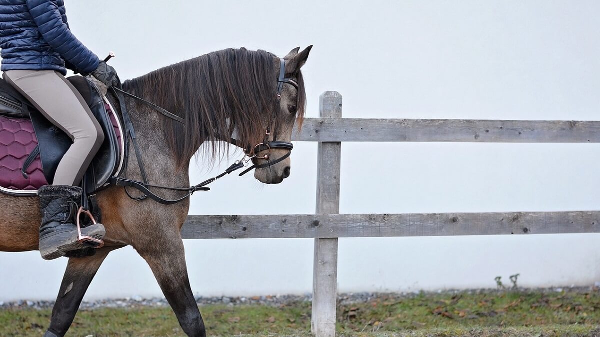 A pony being ridden through a paddock with fence in background