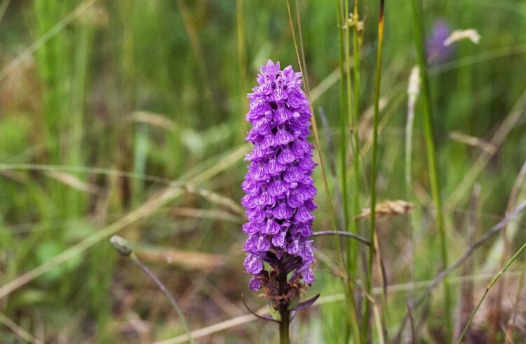 A purple Southern Marsh Orchid