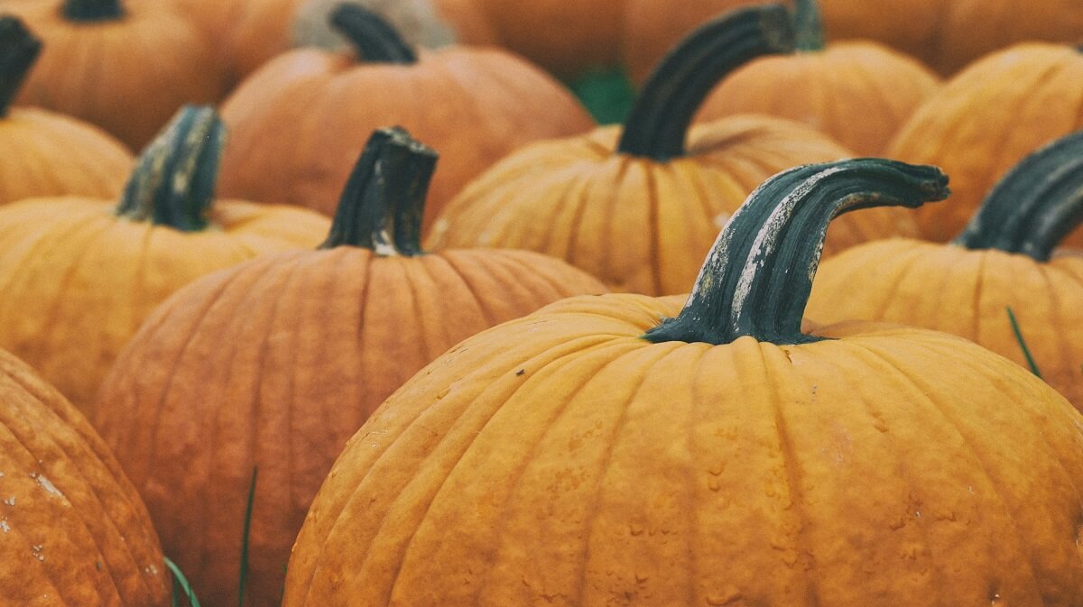 A number of large orange pumpkins in a field