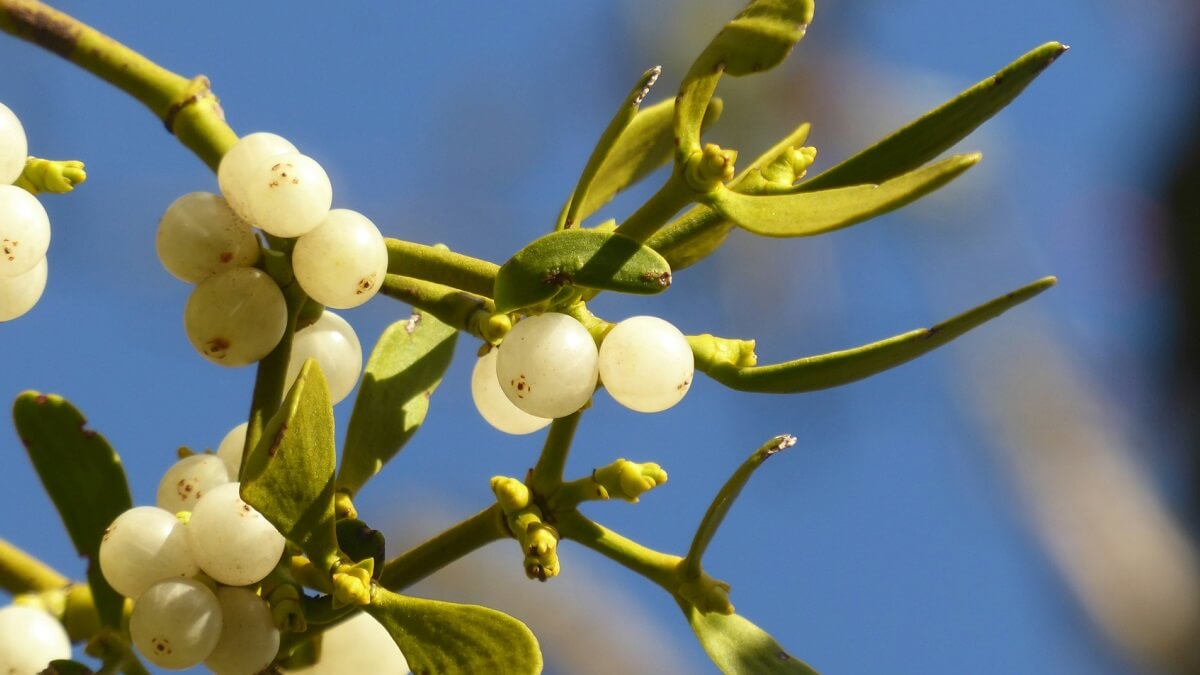 Photo of mistletoe on a sunny day